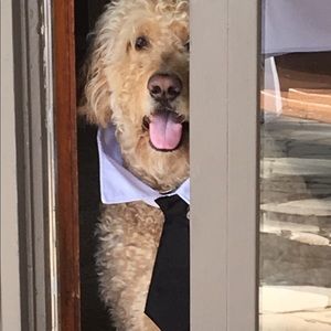 Meet your Posher, Frank
